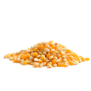 Maize