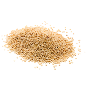 Sorghum